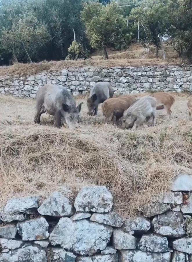 Locanda Agrogallo Carro Kültér fotó